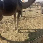 خلفه نفس وحليب على الشرط