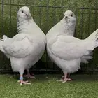 زوج كنج لافندر من احلى اللوان