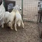 طليان حري 3