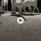 خمسه جفار بيشيات فاخره مضربه من فحل صنف