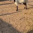 معزا مشاريك فوواخر