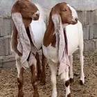 تيس وجفره حجازي صنف ومعرفه