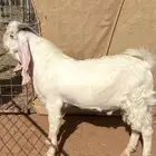 تيس ابيض صنف