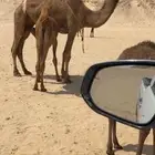 عشرى شعلا طيبه