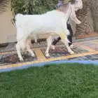 فحل مطور نادر