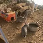 ارانب ايطالي دفع