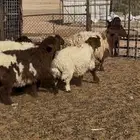 بهم 40راس الموقع لينه