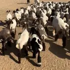 للبيع حذعات نعيم مقاني