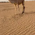 ابل