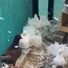 رقاصي هندي حجم وشكل