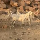 جمده للبيع