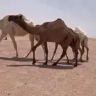 البيع الصفرا سنها لقيه