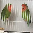 للبيع ذكور روز لونق فيذر