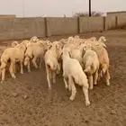 للبيع رخال وثنين طليان