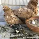 جوزين كشكي