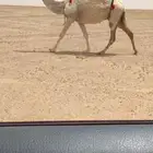 للبيع الضريبه الكفوو