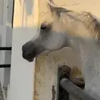 فرس واهو للبيع