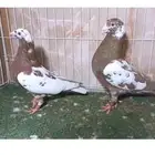 زاجل كارل مليمينز