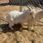 تيوس قزم ماعز