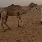 ذلول عمانيه عسيف