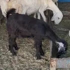 جفره حريه سليمه من جميع العذاريب