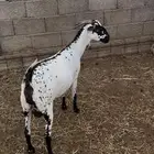 عنز بيشية