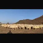 للبيع ضان حرش مراح واحد العدد161 فحول 2 الغنم فيها مضاريع