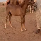 للبيه مهر عربي شيخ الحد 1500