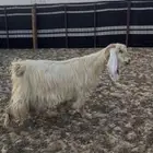 عنز رغوث متاومه