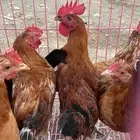 دجاج بلدي العمر 5 شهور
