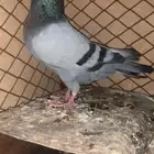 حمام زاجل ذكر للبيع