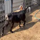ماعز متبع