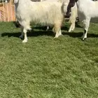 للبيع معزاء مطورات جروم كفففو تم البيع