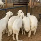 للبيع طليان فيها رخل وحده سعي الموقع في ذمة المشتري