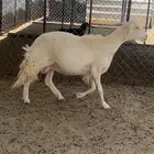 نعجه صرفا برصا