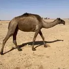 عشاير تحتها بكار