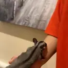 فرخ سنجاب الطائر شوقر قلايدر اليف (تم البيع) الاطفال بالرياض