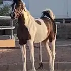 مهره