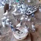 للبيع 90جوزحمام القصيم بريده