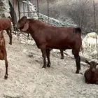 تيوس دهم مشاريع فحول