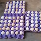 بيض بلدي ( مائده )