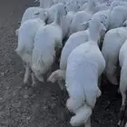 رخال صنف مقنوي