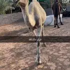 بيع ناقه تحتها قعود عمره 4 شهور نافع هديه وطبعها زين
