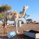 بكره طيبه للبيع