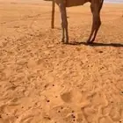 قعود مفرود غرنوقي كفو