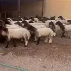 جذعات نعيم مراح