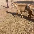 طليان سواكن
