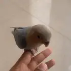 طير روز اوبلاين ازرق هدد