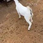 تيس لباني شرط