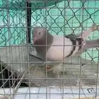 حمام زينه